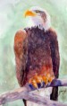 /album/galerie-de-photos-aquarelles/aigle-pygargue-jpg/